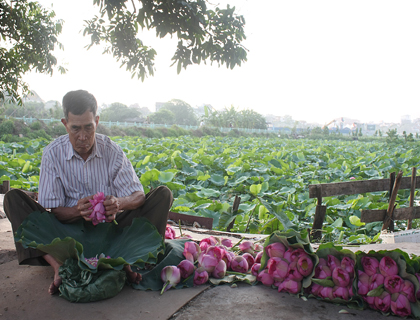 Lotus in West Lake, Hanoi